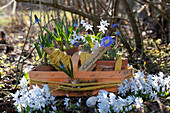 Striped squill, Puschkinia, Balkan anemone (Anemone blanda), grape hyacinths (Muscari), spring flowers in the garden