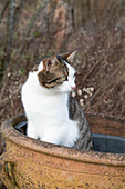 Tabby house cat in old ceramic bowl, close-up