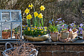Narzissen (Narcissus), Hornveilchen (Viola cornuta), Traubenhyazinthen (Muscari) und Balkan-Windröschen (Balkan-Windröschen) in Blumenschale