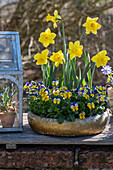 Daffodils (Narcissus) and horned violets (Viola cornuta) in a flower bowl