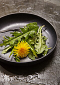 Dandelion salad with blossom on black plate