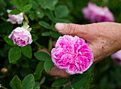 Pinkfarbene Rosa 'Sarah Bernhardt'