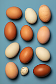 Fresh brown and white chicken eggs and a quail egg on a blue background