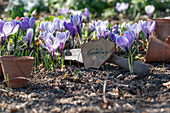 Purple crocus bed with shield in the flower garden (crocus)