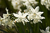 White daffodils (Narcissus poeticus) in the garden