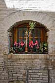 Blumendekoration mit Alpenveilchen in Fensternische, in der Altstadt, Fermo, in den Marken, Adria, Italien