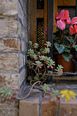 Typische Mittelmeerflora an Hauswand in der Altstadt, Fermo, in den Marken, Adria, Italien