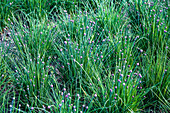 Organically grown chives