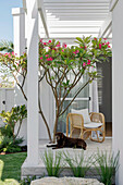 Überdachte Terrasse mit Rattansessel, Oleander und Hund