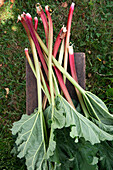 Freshly harvested rhubarb