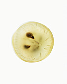A white grape, halved against a white background