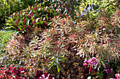 Vielfarbige Wolfsmilch (Euphorbia polychroma), Skimmia, im Herbst