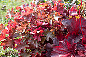 Purpurglöckchen (Heuchera) mit roten Blättern im Garten