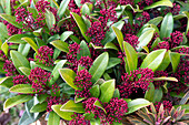 Japanese Skimmia (Skimmia Japonica) with red flower buds in autumn