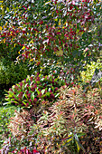 Vielfarbige Wolfsmilch (Euphorbia polychroma),\nSkimmia, Spindelstrauch (Euonymus eurpaeus) im Herbst
