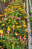Colorful marigolds (Calendula Officinalis) in the flower bed