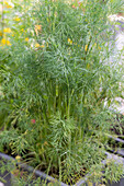 Dill in the herb garden (Anethum graveolens)