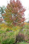 Maple (Acer), coneflowers (Rudbeckia), barberry (Berberis) in a perennial meadow