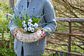 Grape hyacinth (Muscari), horned violet (Viola cornuta), forget-me-nots (Myosotis) in flower basket