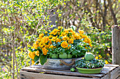 Cushion primrose (Prima Belarina) 'Mandarin', radish seedlings, eggshells, parsley, in pot