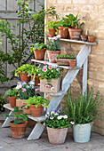 Rosemary, daisies (Bellis), strawberry, lettuce, carnations (Dianthus), chard, horned violet (Viola cornuta) on wooden steps