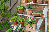 Rosmarin, Gänseblümchen (Bellis), Erdbeere, Pflücksalat, Nelken (Dianthus), Mangold, Hornveilchen (Viola cornuta) auf Holztreppe