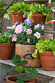 Federnelke (Dianthus plumarius), Pflücksalat 'Blue Moon', Hornveilchen (Viola cornuta), Erdbeerpflanze in Töpfen auf Pflanzentreppe