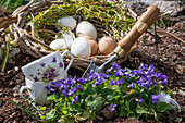 Sweet violets (Viola odorata), chicken eggs, tea cups, and willow wreath in the flower bed
