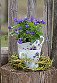 Duftveilchen (Viola odorata) in Teetassen mit Weidenkranz dekoriert