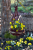 Winterlinge (Eranthis hyemalis) in Blumenampel hängend im Garten