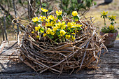 Winter aconite (Eranthis hyemalis) in a wreath of dried clematis vines on a patio table