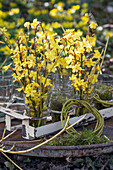 Winterjasmin (Jasminum nudiflorum) in Vasen im Garten