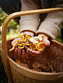 Girl's hands holding freshly foraged mushrooms