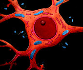 Nerve cell, illustration