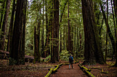 Walking path through a redwood grove
