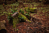 Tree stump and shoots of growth