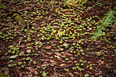 Mushrooms sprouting through duff on the forest floor