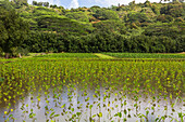 Flooded field of Taro plants