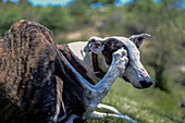 Rescued Spanish Galgo scratching its eye