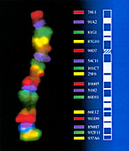 Chromosomal rainbow, fluorescent micrograph