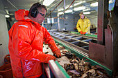 Workers sorting on a Dutch fishing vessel