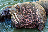 Atlantic walrus