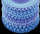 Diatom, SEM