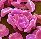 Red blood cells, SEM