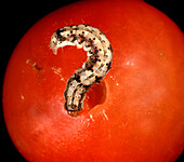Tomato fruitworm