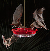 Bats at hummingbird feeder