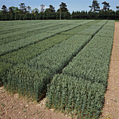 Wheat field trial plots