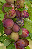 Brown rot of plums
