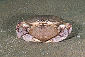 Atlantic rock crab