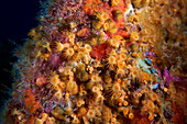 Actinia sp. anemones in the Mediterranean Sea